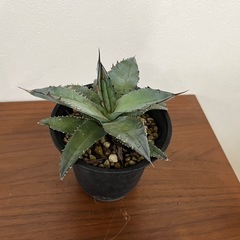 【決まりました】アガベ　　チタノタブルー