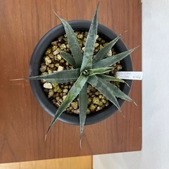  Agave  montana