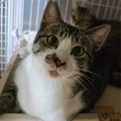 おひざ大好きの甘えん坊のキジ白くん😽譲渡会参加予定