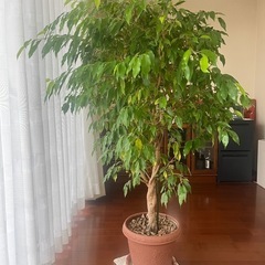 ベンジャミン（観葉植物）