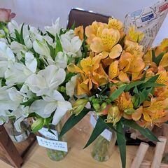 切り花 アルストロメリア