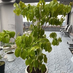 ハナミズキ鉢植え