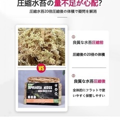 水苔の画像