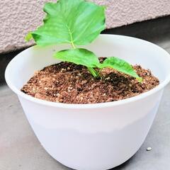 ウンベラータ No.3の画像
