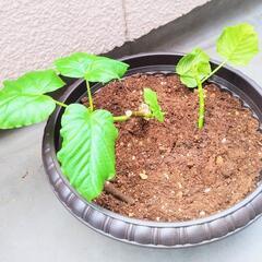 ウンベラータNo.5