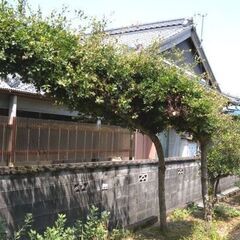 観音寺 横長の木 門かぶり 横長 大きい ウバメガシ？ 庭木 和風庭園 造園 玄関に 2本セット1本は短い 自然の日よけにの画像