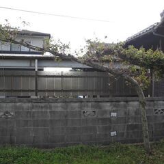 観音寺 横長の木 門かぶり 横長 大きい ウバメガシ？ 庭木 和風庭園 造園 玄関に 2本セット1本は短い 自然の日よけにの画像