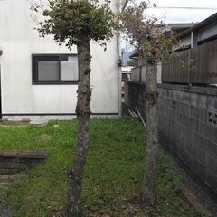 観音寺 横長の木 門かぶり 横長 大きい ウバメガシ？ 庭木 和風庭園 造園 玄関に 2本セット1本は短い 自然の日よけにの画像