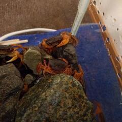 サワガニ　10匹（選択可）⑥の画像
