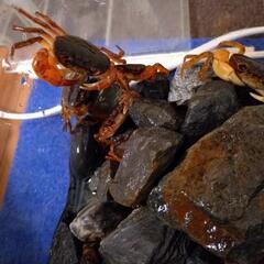 サワガニ　10匹（選択可）⑥の画像