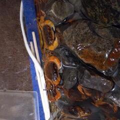 サワガニ　10匹（選択可）⑥の画像