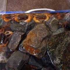 サワガニ　10匹（選択可）⑥の画像