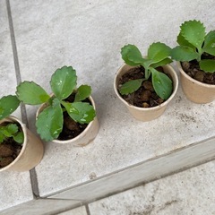 多肉植物　サボテン　4つセット