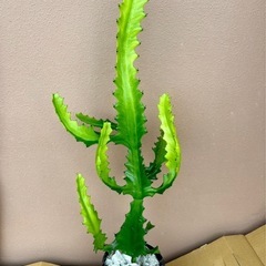 観葉植物　サボテン　ユーフォルビア　ラクテア