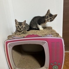 生後約3ヶ月〜4ヶ月　子猫