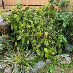 年末年始まで　アナベル①