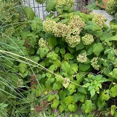 年末年始まで　アナベル②