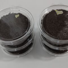 【取引中】スラウェシオオヒラタクワガタ（セレベスヒラタ）幼虫