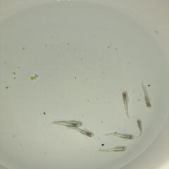 ラメ幹之メダカ　１５匹