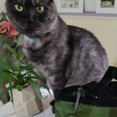 迷い猫探しています