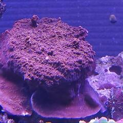 コモンサンゴ