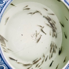 【商談決定】①メダカ10匹程と交換して頂ける方♪めだか 混泳エビ...