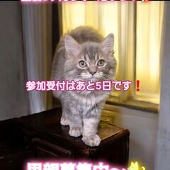 10/6(日)譲渡会。生後2ヵ月サイベリアン♂(⋈◍＞◡＜◍)。✧♡