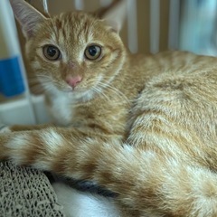 🌟㊗️譲渡終了✨🌟茶トラ兄妹の男の子🐈🐾