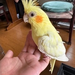オカメインコの里親募集