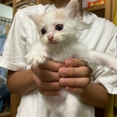 【一旦、新規問い合わせ受付停止します】里親募集🐈