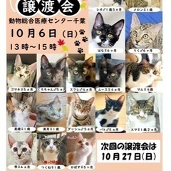 譲渡会