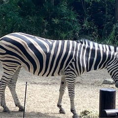 生き物や動物を愛でるグルチャ！