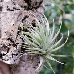 【Tillandsia】　Wild　sp. Ecuador 2011　