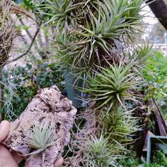 【Tillandsia】　Wild　sp. Ecuador 2011　の画像