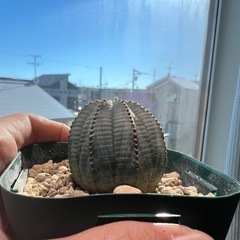 ユーフォルビア オベサ