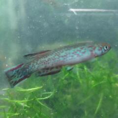 卵生メダカ　スクリプトアフィオセミオン　バンフォレンセペア