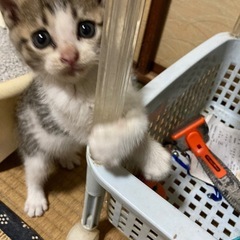 カラスに囲まれているところを保護しました