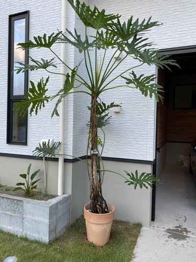 セローム　観葉植物
