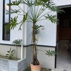 セローム　観葉植物　