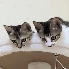 里親さま決まりました♡お耳の大きいおっとりでかわいい2ヶ月のキジ...