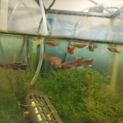 卵生メダカ(アフリカメダカ) 2ペア　フンデュロパンチャックス・...