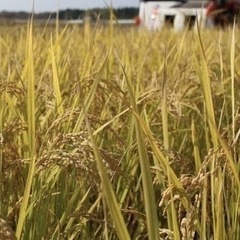新潟県　コシヒカリ30キロ　　　
