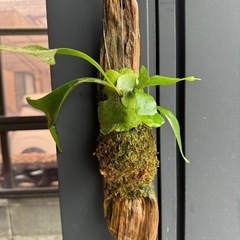 ビカクシダ流木付け　コウモリラン　ネザーランドの画像