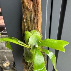 ビカクシダ流木付け　コウモリラン　ネザーランドの画像