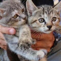 ★決まりました★仔猫★里親募集★