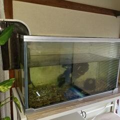 ガラス水槽