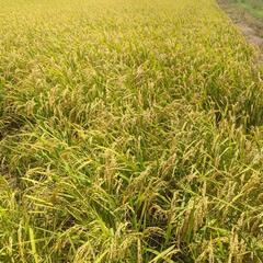 令和６年産  新米きぬむすめ 玄米 
