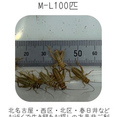 イエコM-L100匹