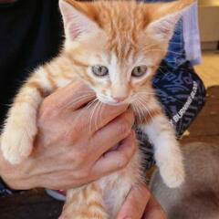★決まりました★仔猫★里親募集★③
