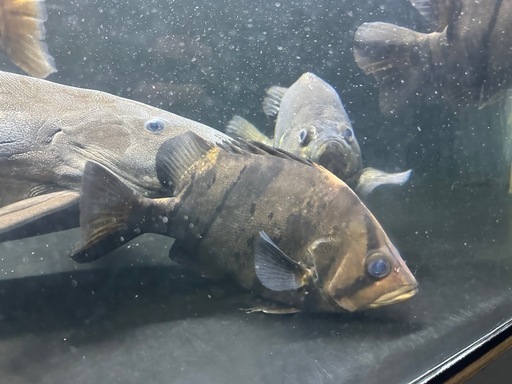 ダトニオプラスワン 約22㎝ バンド腹巻